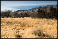 Grassy meadow and San Gorgonio Mountain in winter, Big Morongo Canyon Preserve. Sand to Snow National Monument, California, USA ( color)