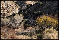 Trees in winter and foothills, Big Morongo Canyon Preserve. Sand to Snow National Monument, California, USA ( color)