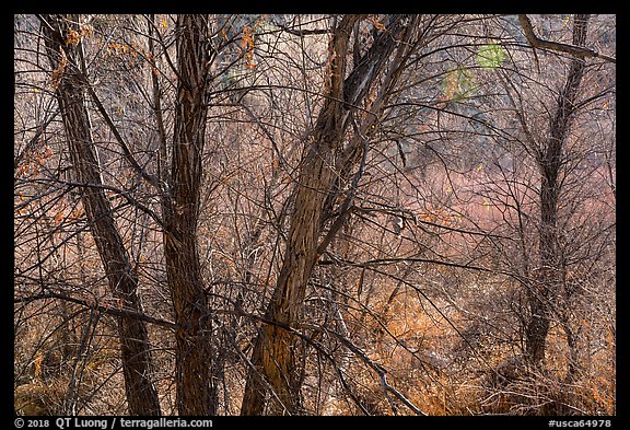 Trees with bare branches, Big Morongo Canyon Preserve. Sand to Snow National Monument, California, USA (color)