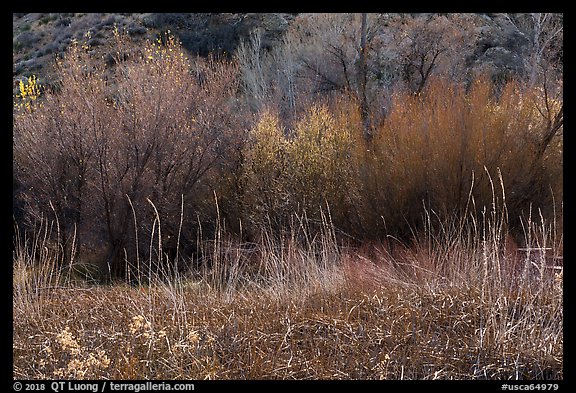 Thickets of cattails and backlit trees, Big Morongo Canyon Preserve. Sand to Snow National Monument, California, USA (color)