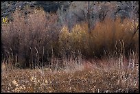Thickets of cattails and backlit trees, Big Morongo Canyon Preserve. Sand to Snow National Monument, California, USA ( color)