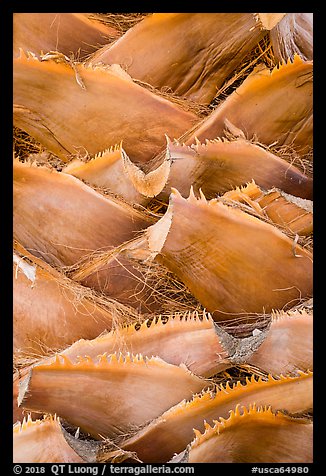 Detail of palm tree, Big Morongo Canyon Preserve. Sand to Snow National Monument, California, USA (color)