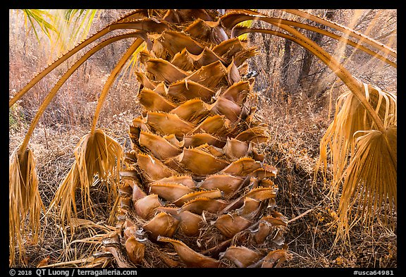 Palm tree trunk, Big Morongo Canyon Preserve. Sand to Snow National Monument, California, USA (color)