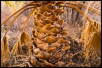 Palm tree trunk, Big Morongo Canyon Preserve. Sand to Snow National Monument, California, USA ( color)