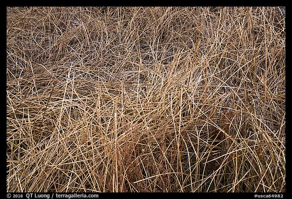 Reeds in winter, Big Morongo Canyon Preserve. Sand to Snow National Monument, California, USA (color)
