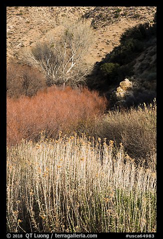 Riparian vegetation in winter, Big Morongo Canyon Preserve. Sand to Snow National Monument, California, USA (color)