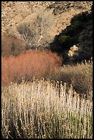 Riparian vegetation in winter, Big Morongo Canyon Preserve. Sand to Snow National Monument, California, USA ( color)
