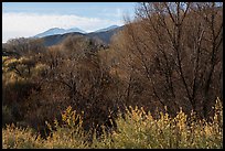 Bare trees and San Gorgonio Mountain in winter, Big Morongo Canyon Preserve. Sand to Snow National Monument, California, USA ( color)