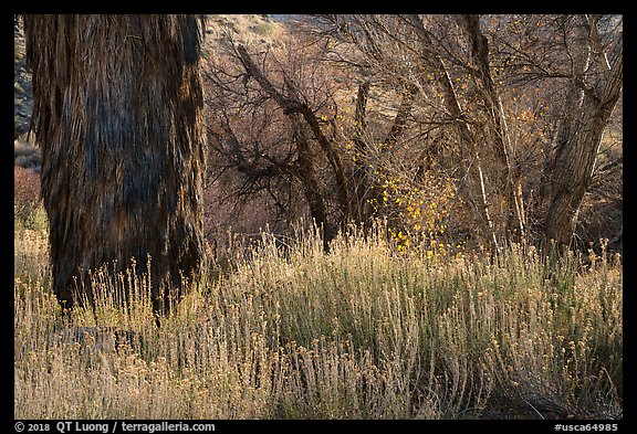 Tufts of yellow-blossomed alkali goldenbush and trees, Big Morongo Canyon Preserve. Sand to Snow National Monument, California, USA (color)