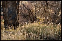 Tufts of yellow-blossomed alkali goldenbush and trees, Big Morongo Canyon Preserve. Sand to Snow National Monument, California, USA ( color)