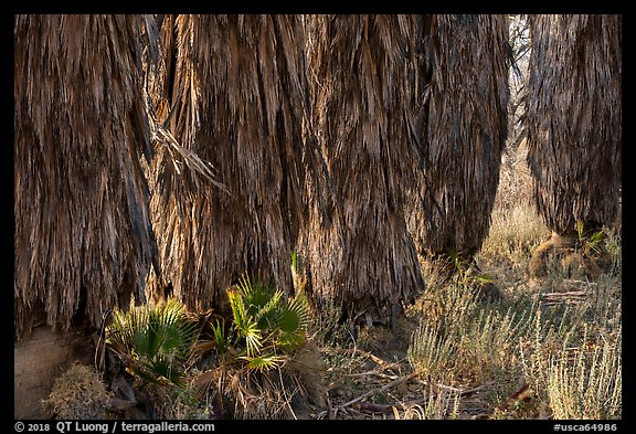 Trunks of palm trees, Big Morongo Canyon Preserve. Sand to Snow National Monument, California, USA (color)