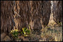 Trunks of palm trees, Big Morongo Canyon Preserve. Sand to Snow National Monument, California, USA ( color)