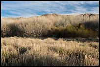 Goldenbush and bare trees in winter, Big Morongo Canyon Preserve. Sand to Snow National Monument, California, USA ( color)