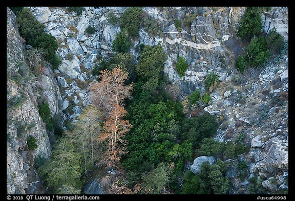 Trees and cliffs on north face of San Jacinto Peak. Santa Rosa and San Jacinto Mountains National Monument, California, USA (color)