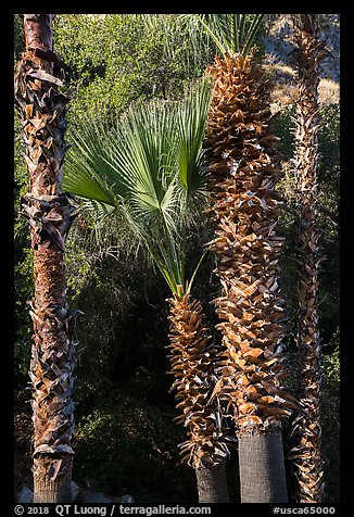 Palm trees. Santa Rosa and San Jacinto Mountains National Monument, California, USA (color)