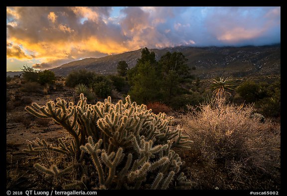 Cactus and Santa Rosa Mountains with sunrise clouds. Santa Rosa and San Jacinto Mountains National Monument, California, USA (color)