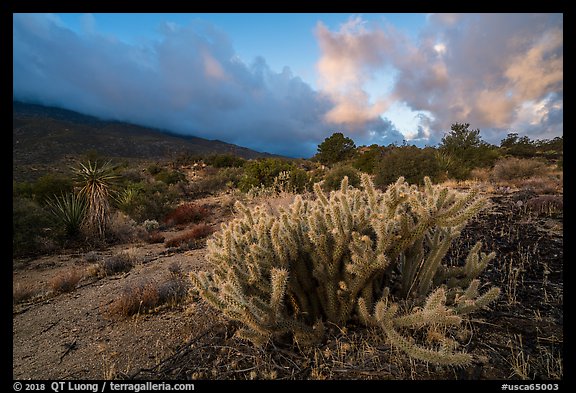 Cactus at sunrise, Santa Rosa Mountains. Santa Rosa and San Jacinto Mountains National Monument, California, USA (color)