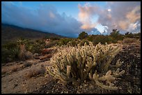 Cactus at sunrise, Santa Rosa Mountains. Santa Rosa and San Jacinto Mountains National Monument, California, USA ( color)