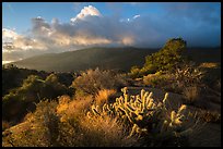 Cactus, Pinyon pines and Santa Rosa Mountains. Santa Rosa and San Jacinto Mountains National Monument, California, USA ( color)