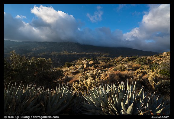 Succulents and Santa Rosa Mountains near Cahuilla Tewanet Vista Point. Santa Rosa and San Jacinto Mountains National Monument, California, USA (color)