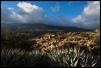Succulents and Santa Rosa Mountains near Cahuilla Tewanet Vista Point. Santa Rosa and San Jacinto Mountains National Monument, California, USA ( color)