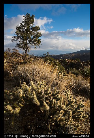 Cactus and pinyon pine near Cahuilla Tewanet Vista overlook. Santa Rosa and San Jacinto Mountains National Monument, California, USA (color)