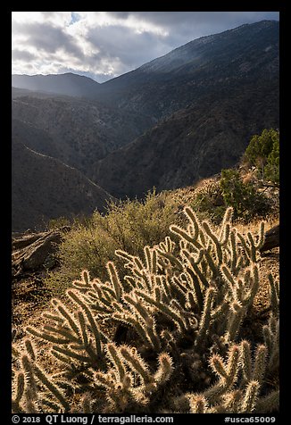 Cactus and Deep Canyon. Santa Rosa and San Jacinto Mountains National Monument, California, USA (color)