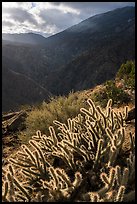 Cactus and Deep Canyon. Santa Rosa and San Jacinto Mountains National Monument, California, USA ( color)