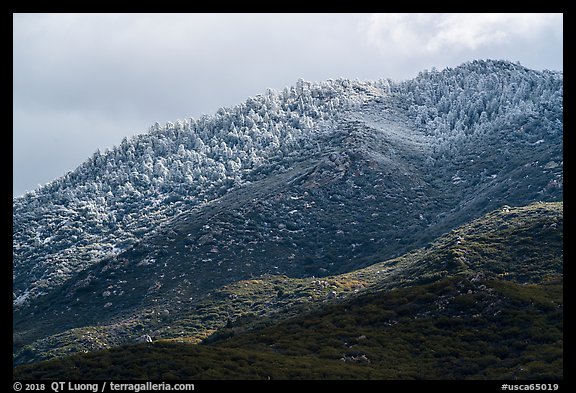 Ridge with snow-covered pines, Santa Rosa Mountains. Santa Rosa and San Jacinto Mountains National Monument, California, USA (color)