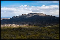 Pine forest and Santa Rosa Mountains. Santa Rosa and San Jacinto Mountains National Monument, California, USA ( color)
