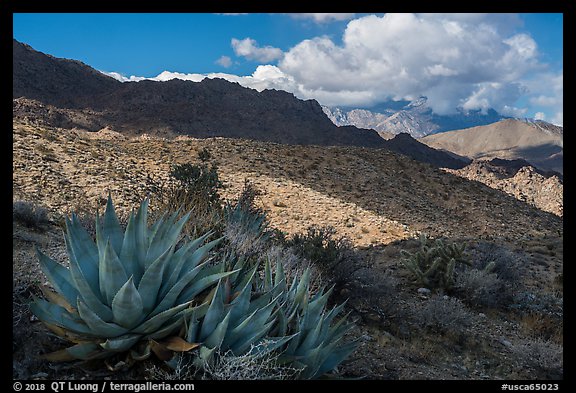 Agave and Santa Rosa Mountains. Santa Rosa and San Jacinto Mountains National Monument, California, USA (color)