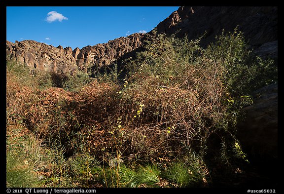 Riparian vegetation and canyon walls, Tahquitz Canyon, Palm Springs. Santa Rosa and San Jacinto Mountains National Monument, California, USA (color)