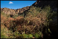 Riparian vegetation and canyon walls, Tahquitz Canyon, Palm Springs. Santa Rosa and San Jacinto Mountains National Monument, California, USA ( color)