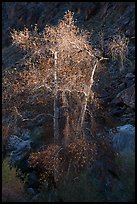 Spotlighted trees, Tahquitz Canyon, Palm Springs. Santa Rosa and San Jacinto Mountains National Monument, California, USA ( color)