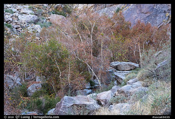 Trees in creek bed with remnants of autumn foliage, Tahquitz Canyon, Palm Springs. Santa Rosa and San Jacinto Mountains National Monument, California, USA (color)