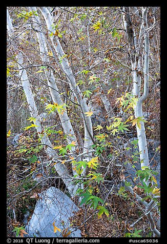 Trees and leaves, Tahquitz Canyon, Palm Springs. Santa Rosa and San Jacinto Mountains National Monument, California, USA (color)