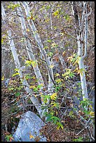 Trees and leaves, Tahquitz Canyon, Palm Springs. Santa Rosa and San Jacinto Mountains National Monument, California, USA ( color)