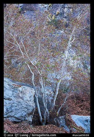 Trees and rocks, Tahquitz Canyon, Palm Springs. Santa Rosa and San Jacinto Mountains National Monument, California, USA (color)