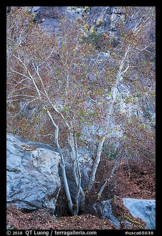 Trees and rocks, Tahquitz Canyon, Palm Springs. Santa Rosa and San Jacinto Mountains National Monument, California, USA (color)