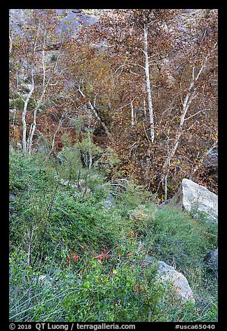 Wildflowers and trees, Tahquitz Canyon, Palm Springs. Santa Rosa and San Jacinto Mountains National Monument, California, USA (color)