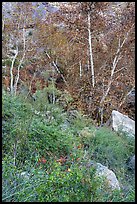 Wildflowers and trees, Tahquitz Canyon, Palm Springs. Santa Rosa and San Jacinto Mountains National Monument, California, USA ( color)