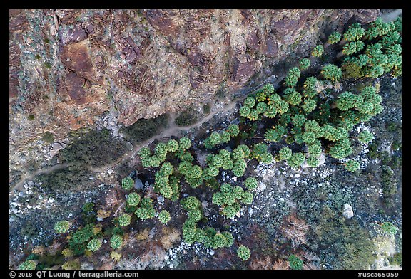 Aerial view of palm trees looking down. Santa Rosa and San Jacinto Mountains National Monument, California, USA (color)