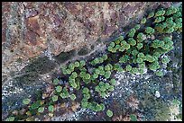 Aerial view of palm trees looking down. Santa Rosa and San Jacinto Mountains National Monument, California, USA ( color)