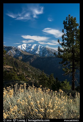 Snow-capped Mount Baldy from Inspiration Point. San Gabriel Mountains National Monument, California, USA (color)