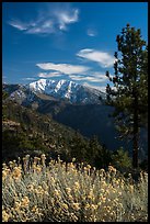 Snow-capped Mount Baldy from Inspiration Point. San Gabriel Mountains National Monument, California, USA ( color)
