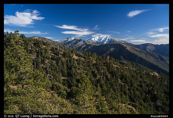 Mount San Antonio (Mount Baldy) rises above pine forest. San Gabriel Mountains National Monument, California, USA (color)