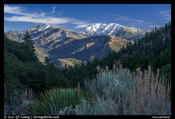Desert shrubs, pine forests, and  Mount San Antonio from Vincent Gap. San Gabriel Mountains National Monument, California, USA (color)