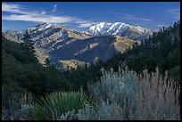 Desert shrubs, pine forests, and  Mount San Antonio from Vincent Gap. San Gabriel Mountains National Monument, California, USA ( color)