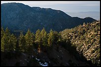 Pine trees and ridges. San Gabriel Mountains National Monument, California, USA ( color)