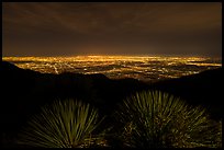Succulents and lights of Los Angeles at night from Mount Wilson. San Gabriel Mountains National Monument, California, USA ( color)